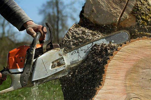 Tree and Shrub Care in Azle, TX